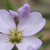 Little Flower